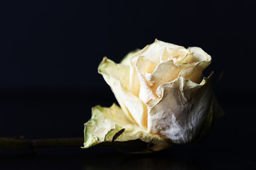 Dry white rose on a dark background close up