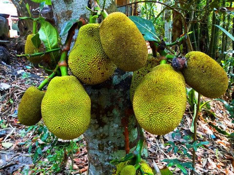 jackfruit