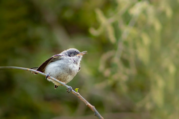 Bird on a branch