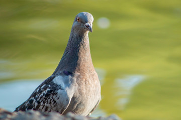 Portrait of pigeon