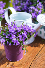Spring gardening, plant, tools, flowers