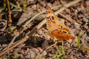 Butterfly on the rocks