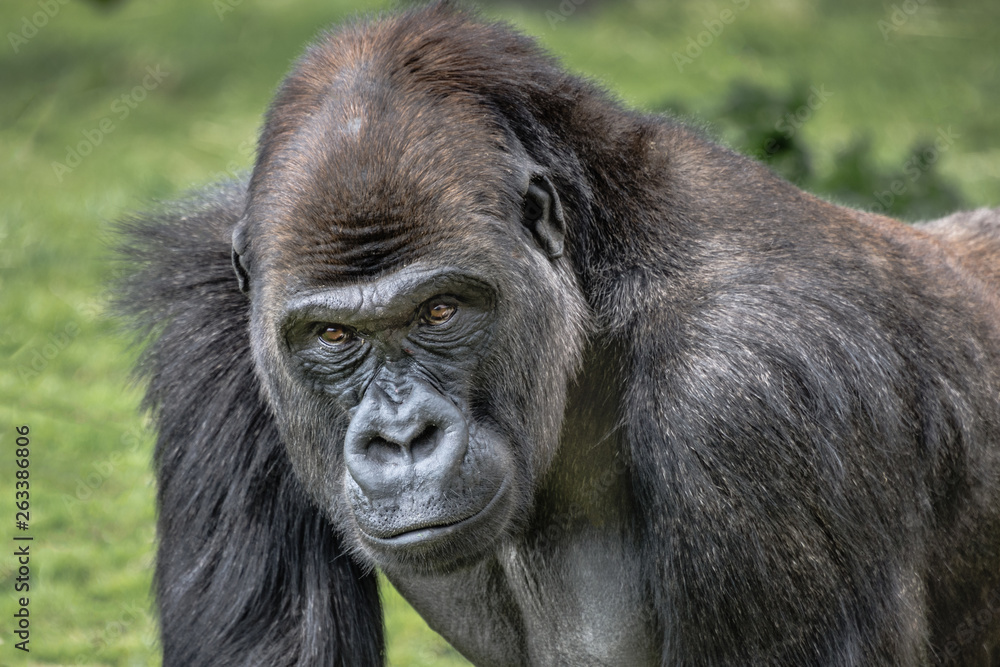 Aufkleber a very close up portrait of a male silverback gorilla showing head and shoulders and staring forward