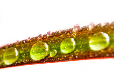 Drops of Water on a Leaf of Red Edged Dracaena Isolated on White Background. Macro Image of Natural Rain, Dew Drops. Gardening, Fresh Water, Environmental Concept.