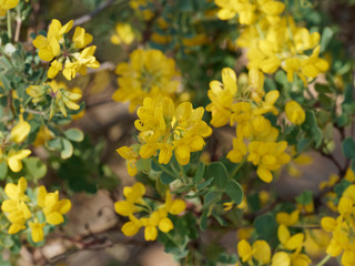 Gros plan sur fleurs jaunes de coronille des jardins 'Hippocrepis emerus'