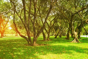 Public Park with Light Leak.