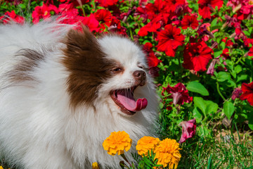 Pet dog breed Pomeranian white Spitz close-up on a background of bright summer flowers and green grass