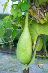 Calabash or Cucurbitaceae plant (Lagenaria Siceraria) at Thailand