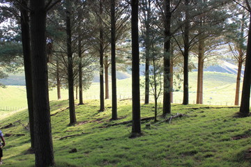 Obraz premium morning in the forest