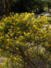 Naklejka premium Arbrisseau. Coronille des jardins (Hippocrepis emerus)