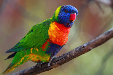Naklejka na ściany i meble The rainbow lorikeet (Trichoglossus moluccanus) sitting on the branch. Extremely colored parrot on a branch with a colorful background.