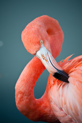 Pink Flamingo preens itself with neck in classic curve and striking yellow eye.