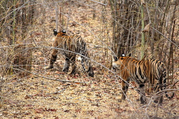 Bandhavgarh