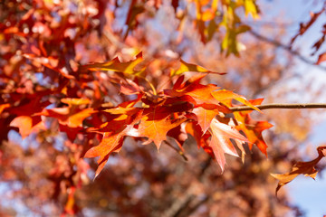 Naklejka na ściany i meble Autumn Trees and Flowers at Forest Glade Gardens Mount Macedon Victoria