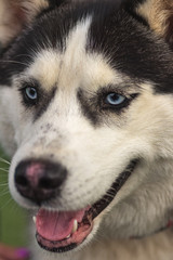 Portrait of a blue-eyed Siberian Husky close-up.