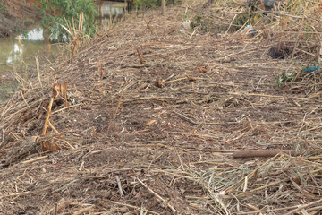 Pile of cut dry branches on the ground
