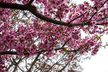 色の濃い桜