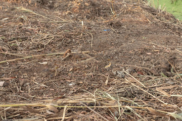 Pile of cut dry branches on the ground