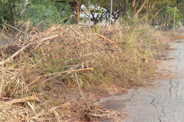 Pile of cut dry branches on the ground