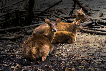 Deer pictures on a white background have different verbs.