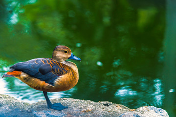 Duck, duck, duck, water in the river on a sunny day and splashing water around