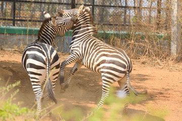 Zebra in Action