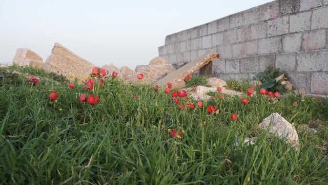 Red Anemone coronaria flowers growing on on stone ruins