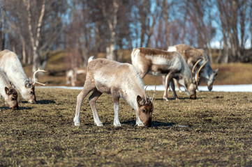 reindeer in its natural environment in scandinavia .Tromso