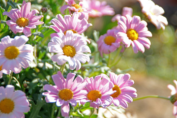 Fototapeta premium Gartenblumen im Frühling