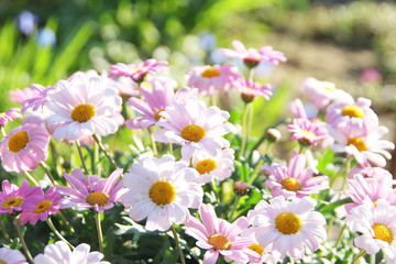 Gartenblumen im Frühling