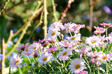 Gartenblumen im Frühling