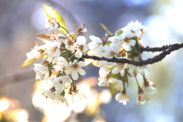 Blüten am Baum im April