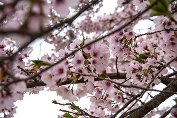 散る時を待つ桜