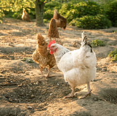 Hühner im Auslauf