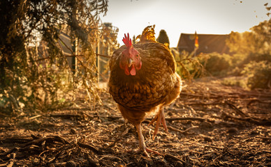 braunes Huhn 