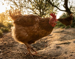 braunes Huhn im Gegenlicht