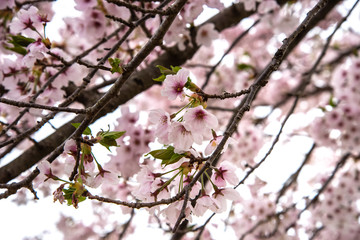 Obraz premium 散る時を待つ桜