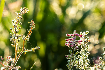 Water drops mist dew morning plants backlit on a garden close up