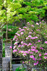 azalea flowers in garden