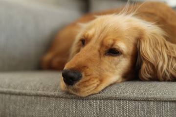 dog lying in sofa