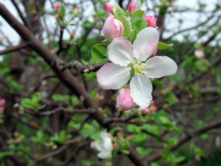 blooming apple tree white flower. on a background of gray cloudy sky, cloudy spring day. macro photo