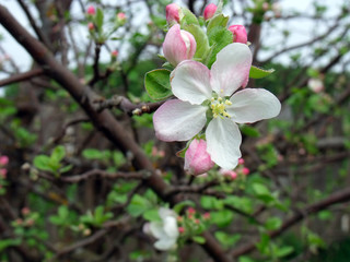Fototapeta na wymiar blooming apple tree white flower. on a background of gray cloudy sky, cloudy spring day. macro photo