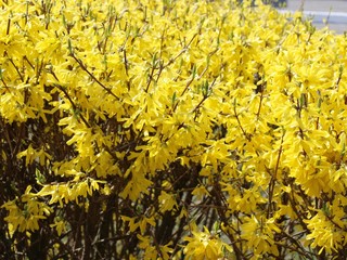 Flowering yellow bushes