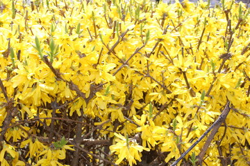 Flowering yellow bushes