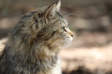 猫