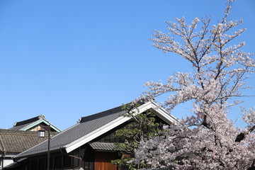 桜と日本家屋