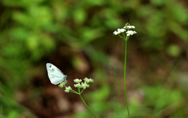 배추나비와 꽃