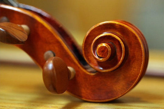 Geigenschnecke