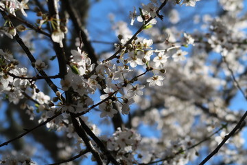 flowers in spring