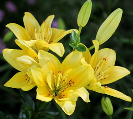 Lilies – fine creation of the nature!